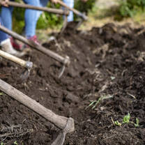 Students doing volunteer farm work