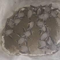 baby turtles