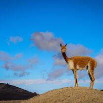 Llama