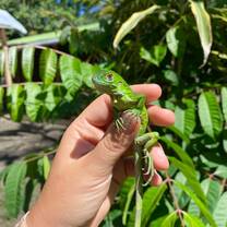 Lizard