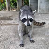 Raccoon