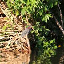Heron