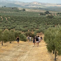 LITA students (seen from behind) walking downhill through an olive tree field 