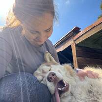 Volunteer with wolves, wolfdogs and huskies at a sanctuary