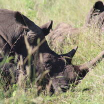 Monitoring rhinos on protected reserves