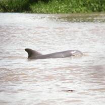 Dolfin 