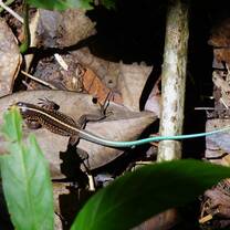 Lagarto 