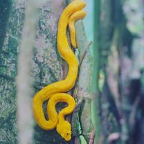 Snake