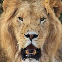 Lion rescued from the Ukraine