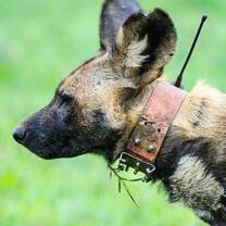 African Wild dog