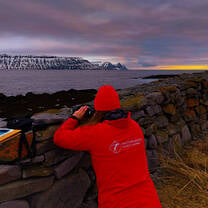 Guillemot breeding success