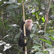 Cariblanco Monkey