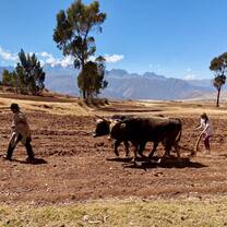 Sowing the field with locals 