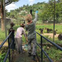 Volunteers giving chimpanzees enrichment