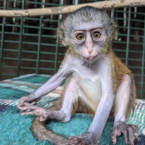Baby mona monkey, Penja