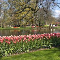 Netherlands tulips