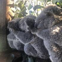 Koalas in Wollongong