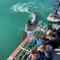 Great white shark cage diving