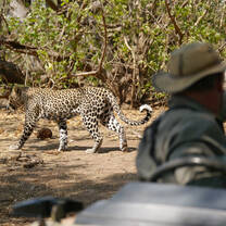leopard encounter on safari