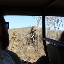 Elephant from Game viewer