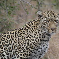 Study secretive wildlife