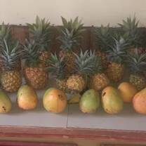 Growing pineapples! 