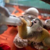 Baby squirrel monkey being fed