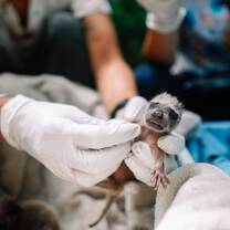Baby racoon during a medical check