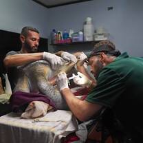 Sea turtle healing from a harpoon wound