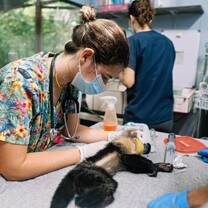 Vet student checking on a wild capuchin