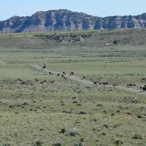 Herding cattle
