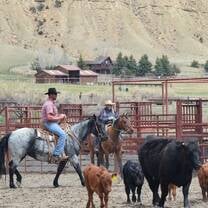 Riders and cows
