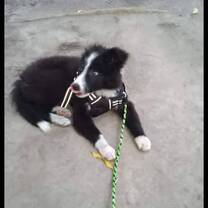 Cute puppy