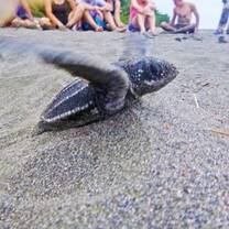 A sea turtle hatchling makes away across the beach while students observe