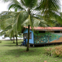 A colorful cabin beneath a palm tree in Costa Rica