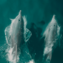 Bottlenose Dophins