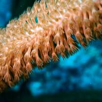 close up of coral polyps.
