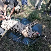 Cheetah intervention