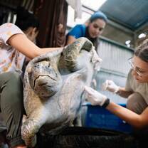 Sea turtle treatment