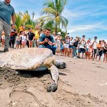 Sea turtle release