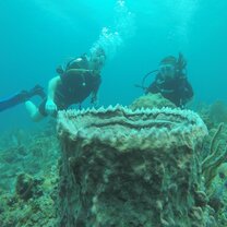 Scuba dive