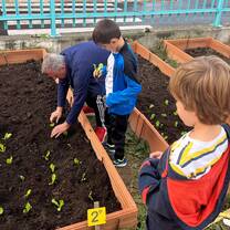 Planting lettuce with students
