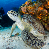 Under water adventures