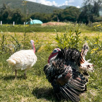 Our free roaming turkeys