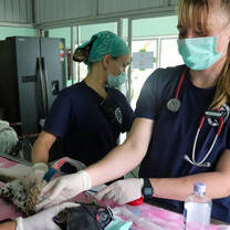veterinary volunteers help with surgery
