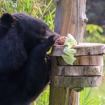 Bear works to pull food from enrichment device