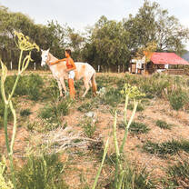 Helen, a volunteer, with Malbena, the horse
