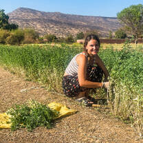 Our Norwegian volunteer harvesting alfalfa for the animals 