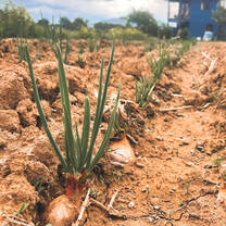 Growing organic onions