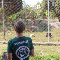 Volunteer observing sun bear behavior